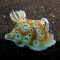 Nudi